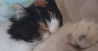 angélina pet sitter à FONTAINEBLEAU 77300