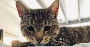 lea pet sitter à POUZAUGES 85700_1