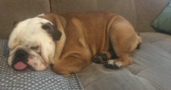 mathis pet sitter à CHATENAY MALABRY 92290_2