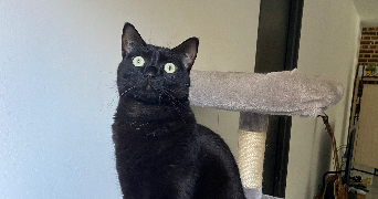 laura pet sitter à Fâches-Thumesnil 59155_4