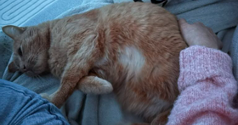 sophie pet sitter à MARQUETTE LEZ LILLE 59520_1