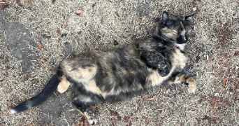 charlotte pet sitter à PERIGUEUX 24000_1