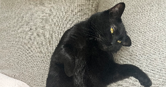 eloïse pet sitter à TOULON 83100_3