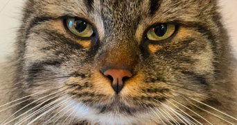 sami pet sitter à SARAN 45770_3