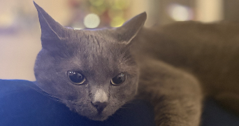 anne-claire pet sitter à FRANCHEVILLE 69340_1