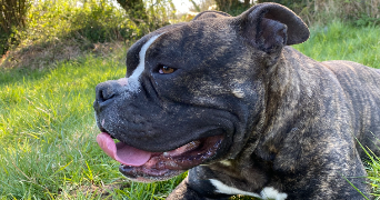 anaïs pet sitter à RAUVILLE LA BIGOT 50260_2