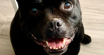 tatjana pet sitter à LE PERREUX SUR MARNE 94170_3