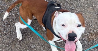 ines pet sitter à ST CHRISTOPHE SUR DOLAISON 43370_4
