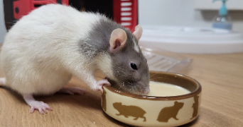 pauline pet sitter à ST SEBASTIEN SUR LOIRE 44230_7