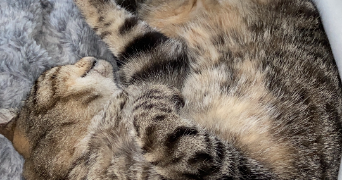 lucie cat sitter à ANTIBES 06160_3