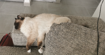 chloé pet sitter à Aix Les Bains 73100_3