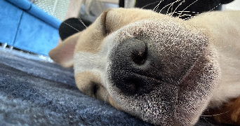 camille pet sitter à Brandérion 56700_1