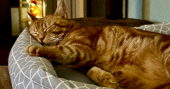 manon pet sitter à ST DIZIER 52100_4