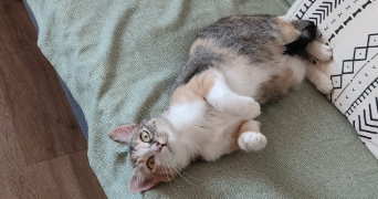 Émilie pet sitter à PIERRE BENITE 69310_5