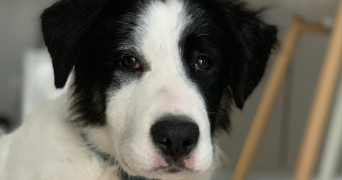 emma pet sitter à Belbeuf 76240_4