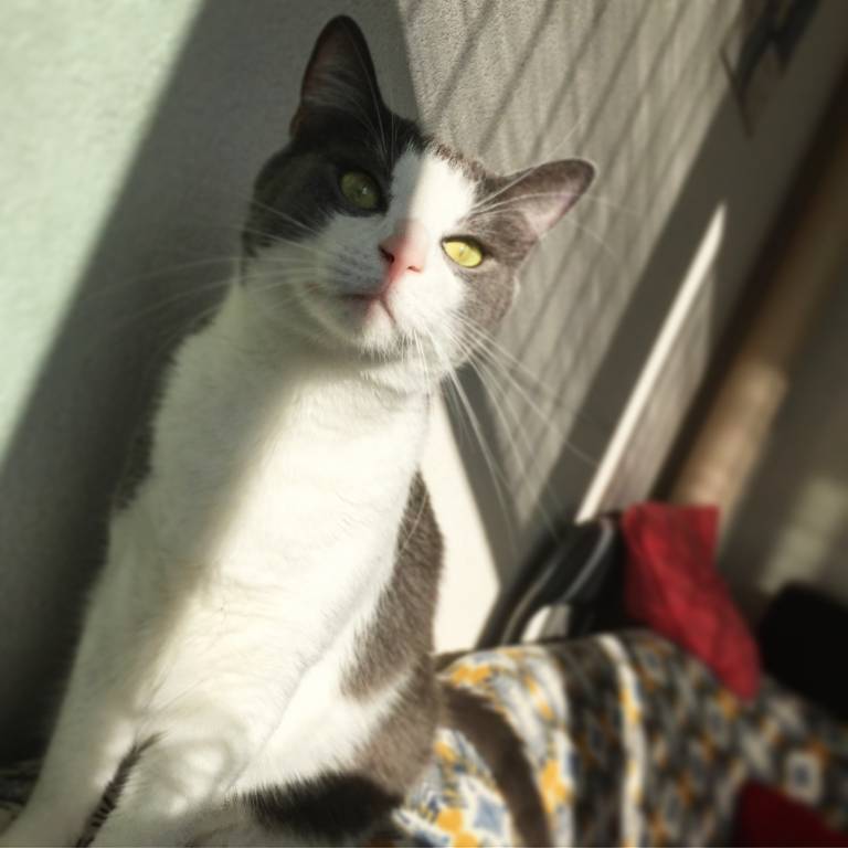 Marion pet sitter à Marseille 13008_1