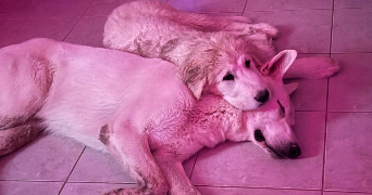 gabin dog sitter à VATRY 51320_1