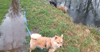 mathilde pet sitter à CLERMONT FERRAND 63000_5