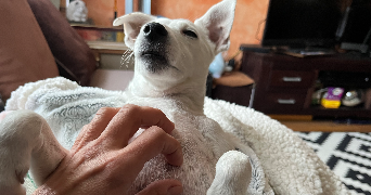 gaelle pet sitter à PARIS 14 75014_5