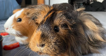 alistair pet sitter à RENNES 35000_1