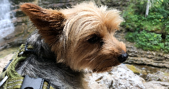 victoria  pet sitter à BRÉBAN  51320_2