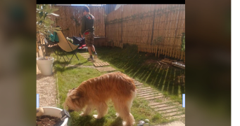 lolaetnoah dog sitter à MONTEVRAIN 77144_9