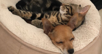 marine pet sitter à VILLEPARISIS 77270_4