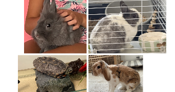 kamila pet sitter à ASNIERES SUR SEINE 92600_2