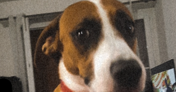 jordan pet sitter à Fleury-les-Aubrais 45400_1