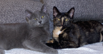 agathe pet sitter à TOULOUSE 31300_1