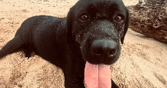 margot pet sitter à LE MANS 72000_3