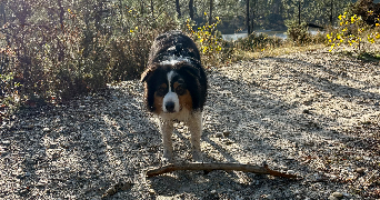 stephanie pet sitter à Saint jean d'Illac 33127_2