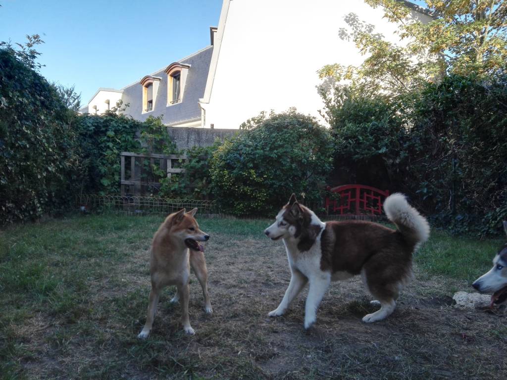 nelly dog sitter à LA CHAPELLE ST ANDRE 58210_9