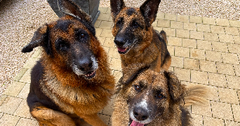 océane pet sitter à LUNEL 34400_0