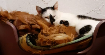 yael noyer pet sitter à GROISY 74570_1