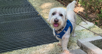 emmanuelle pet sitter à MERVILLE 31330_2