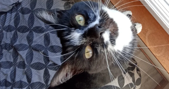 anaïs pet sitter à GAILLARD 74240_3