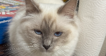Quentin pet sitter à Villeurbanne  69100_4