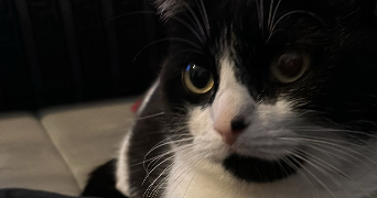 sabrina pet sitter à PANTIN 93500_0
