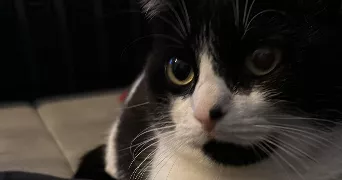sabrina pet sitter à PANTIN 93500
