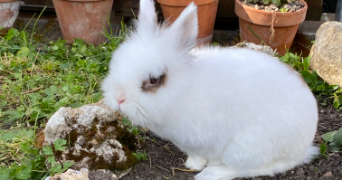 emma pet sitter à BONNIERES SUR SEINE 78270_2