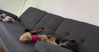 elena pet sitter à CLAMART 92140_5