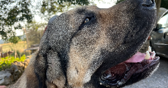 candice pet sitter à LANSARGUES 34130_0