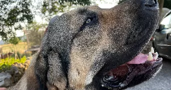 candice pet sitter à LANSARGUES 34130