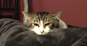 méonya pet sitter à PESSAC 33600_5