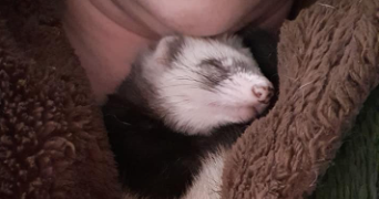 marie-caroline pet sitter à CAUDEBEC LES ELBEUF 76320_5