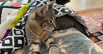 augustin pet sitter à ISSY LES MOULINEAUX 92130_1