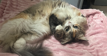 morgan pet sitter à TULLE 19000_5