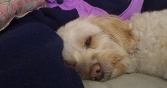 thomas pet sitter à PARIS 13 75013_3