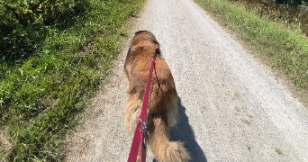 ambre pet sitter à BORDEAUX 33100_1